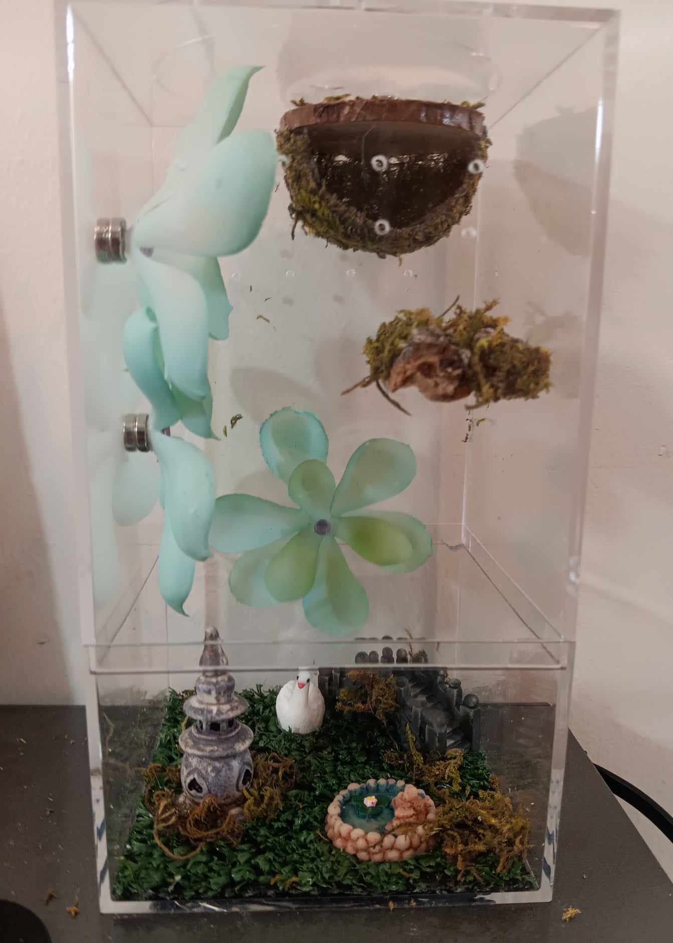 Jumping spider enclosure with decorations